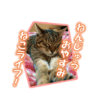 ぼちぼちくん（個別スタンプ：27）