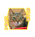 ぼちぼちくん（個別スタンプ：28）