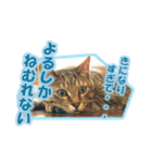 ぼちぼちくん（個別スタンプ：29）