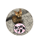 ベンガル猫ルキ君パート2（個別スタンプ：1）