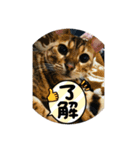 ベンガル猫ルキ君パート2（個別スタンプ：6）