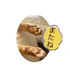 茶トラのたらおのスタンプ（個別スタンプ：1）