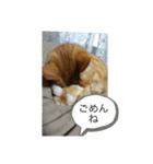 茶トラのたらおのスタンプ（個別スタンプ：4）