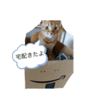 茶トラのたらおのスタンプ（個別スタンプ：5）