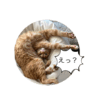 茶トラのたらおのスタンプ（個別スタンプ：6）