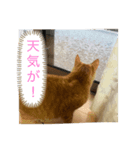 茶トラのたらおのスタンプ（個別スタンプ：8）