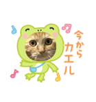 茶トラのまりもちゃんスタンプ（個別スタンプ：2）