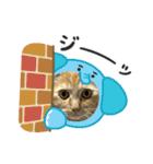 茶トラのまりもちゃんスタンプ（個別スタンプ：3）