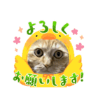 茶トラのまりもちゃんスタンプ（個別スタンプ：10）