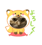 茶トラのまりもちゃんスタンプ（個別スタンプ：11）