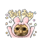 茶トラのまりもちゃんスタンプ（個別スタンプ：13）