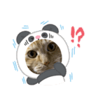 茶トラのまりもちゃんスタンプ（個別スタンプ：15）