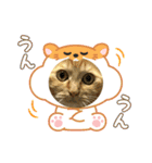 茶トラのまりもちゃんスタンプ（個別スタンプ：16）