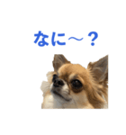りあちゃん丸はチワワ（個別スタンプ：1）