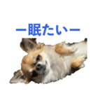りあちゃん丸はチワワ（個別スタンプ：3）