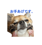 りあちゃん丸はチワワ（個別スタンプ：6）