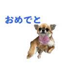 りあちゃん丸はチワワ（個別スタンプ：8）