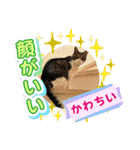 ミリンとラック時々ワンタン2（個別スタンプ：12）