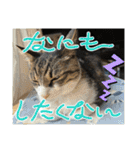 ミリンとラック時々ワンタン2（個別スタンプ：15）