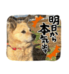 ミリンとラック時々ワンタン2（個別スタンプ：17）