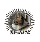 ミリンとラック時々ワンタン2（個別スタンプ：31）