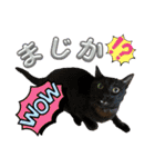 ミリンとラック時々ワンタン2（個別スタンプ：36）