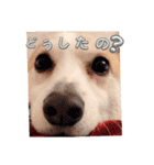可愛いコーギーのはむちゃん（個別スタンプ：3）