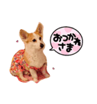 可愛いコーギーのはむちゃん（個別スタンプ：26）