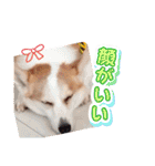 可愛いコーギーのはむちゃん（個別スタンプ：30）
