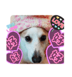 可愛いコーギーのはむちゃん（個別スタンプ：34）