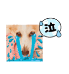 可愛いコーギーのはむちゃん（個別スタンプ：35）