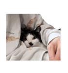 まるちゃん 文字なし2（個別スタンプ：16）
