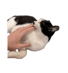 まるちゃん 文字なし2（個別スタンプ：17）