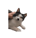まるちゃん 文字なし2（個別スタンプ：33）