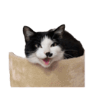まるちゃん 文字なし2（個別スタンプ：34）