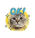 キジトラねこ「つな」（個別スタンプ：2）