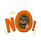 キジトラねこ「つな」（個別スタンプ：3）