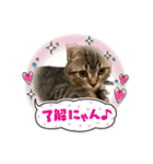 キジトラねこ「つな」（個別スタンプ：4）