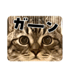キジトラねこ「つな」（個別スタンプ：7）