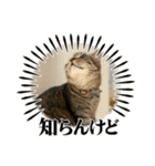 キジトラねこ「つな」（個別スタンプ：8）