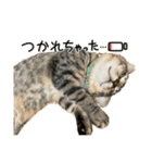 キジトラねこ「つな」（個別スタンプ：9）