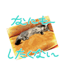キジトラねこ「つな」（個別スタンプ：10）