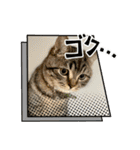 キジトラねこ「つな」（個別スタンプ：11）