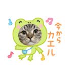 キジトラねこ「つな」（個別スタンプ：12）