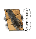 キジトラねこ「つな」（個別スタンプ：13）