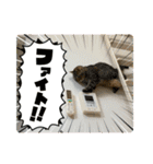 キジトラねこ「つな」（個別スタンプ：15）