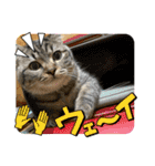キジトラねこ「つな」（個別スタンプ：16）