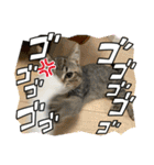 キジトラねこ「つな」（個別スタンプ：17）