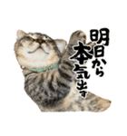 キジトラねこ「つな」（個別スタンプ：18）