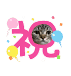 キジトラねこ「つな」（個別スタンプ：19）